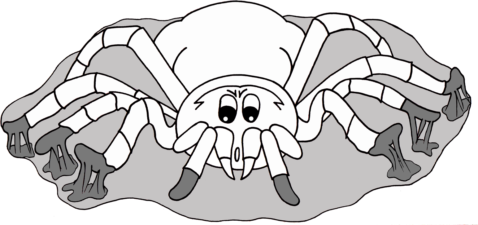 Araignée, spider, illustration